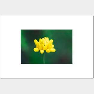 Yellow lotus corniculatus flower Posters and Art